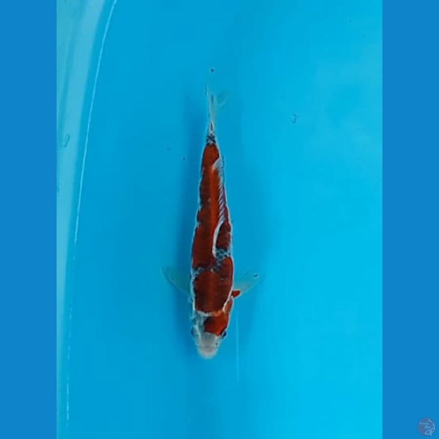 Goshiki 22 cm