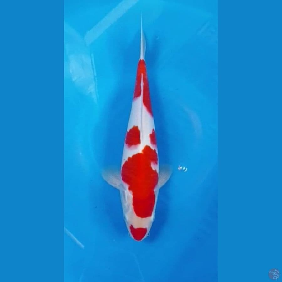 kohaku