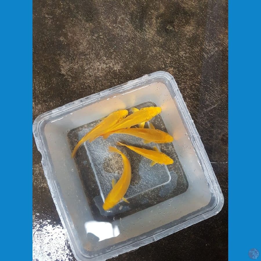 Paket 5ekor calon karamel 10-13cm bakat jumbo