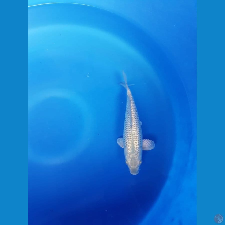 Suragoi fuull ginrin 24cm male bulky SQ