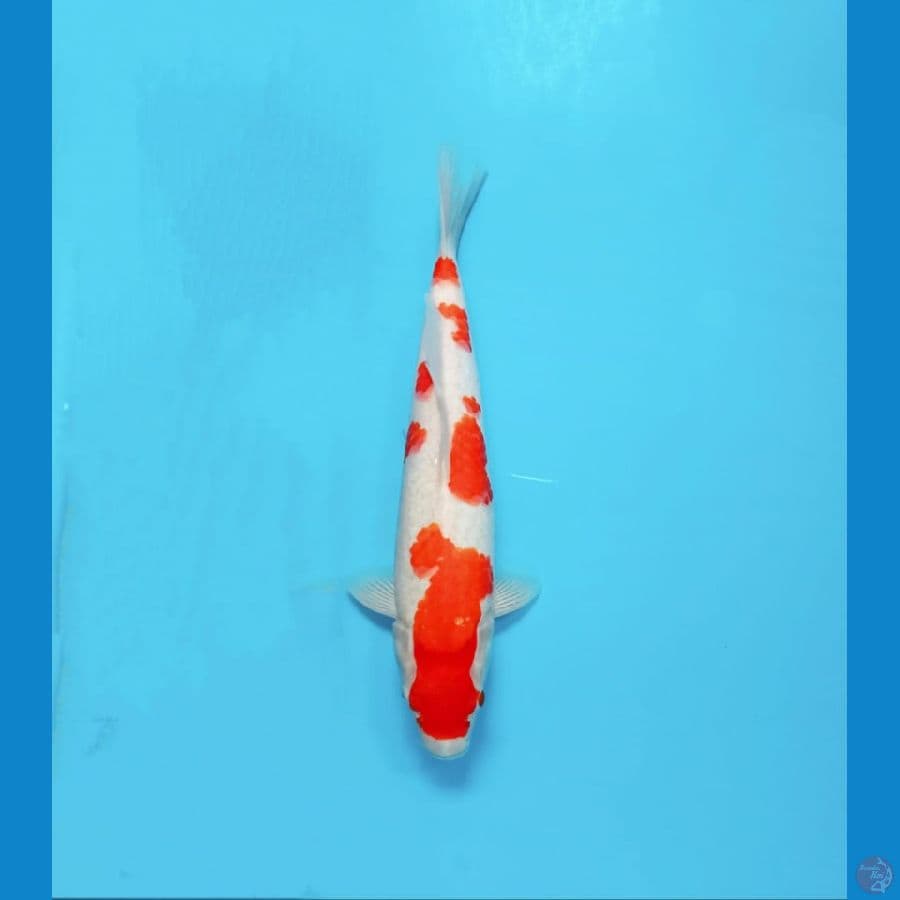 KOHAKU 33 CM ORIGINAL