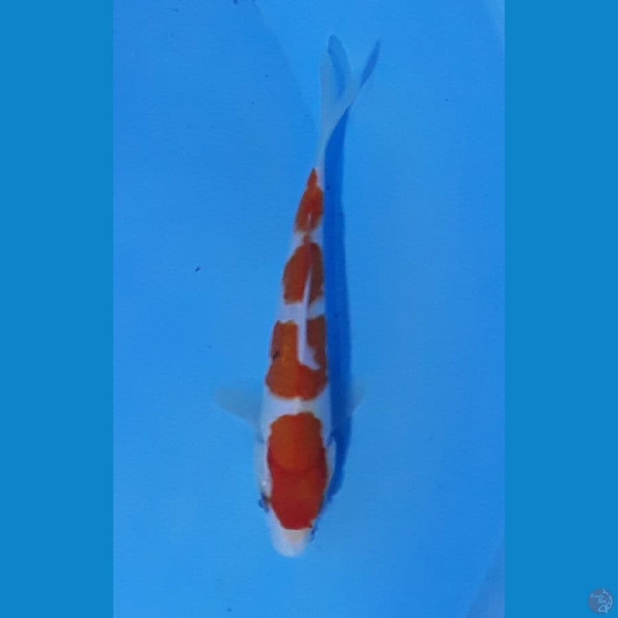 17cm sisik