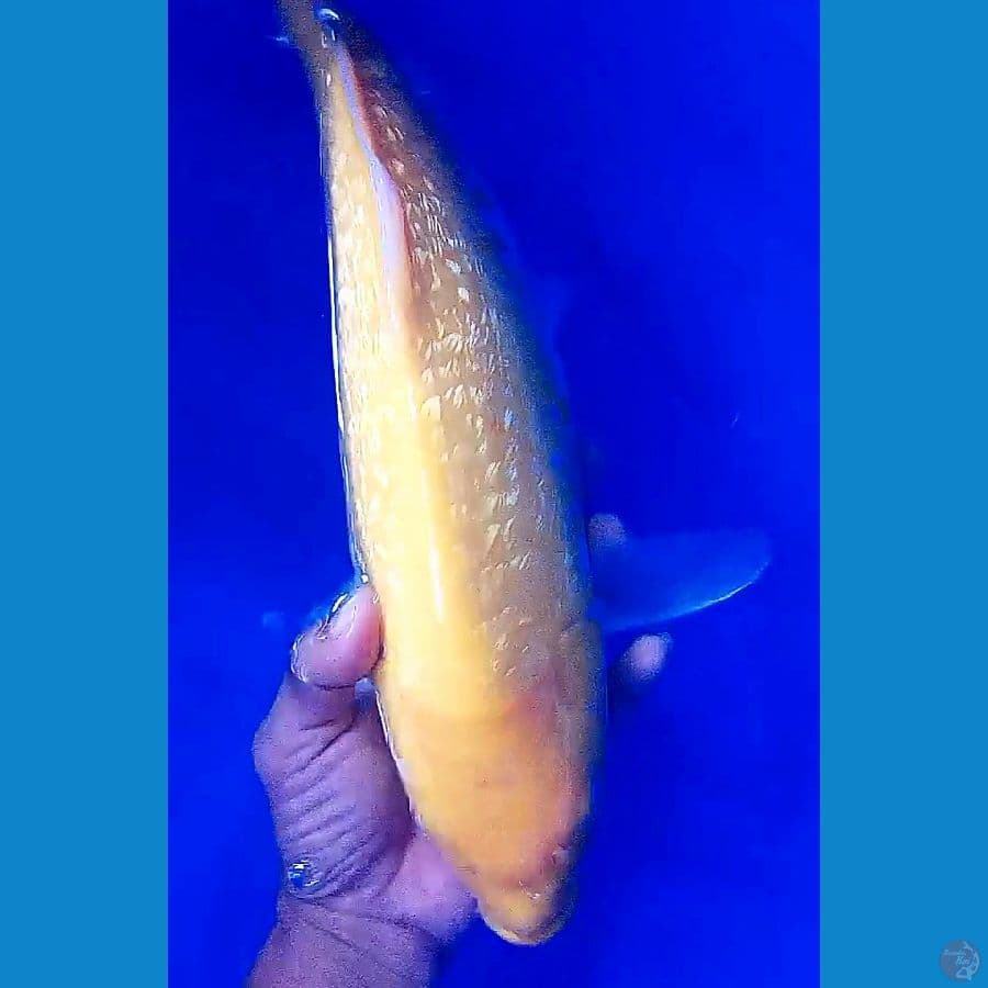 jumbo ginrin mata merah F 41 cm