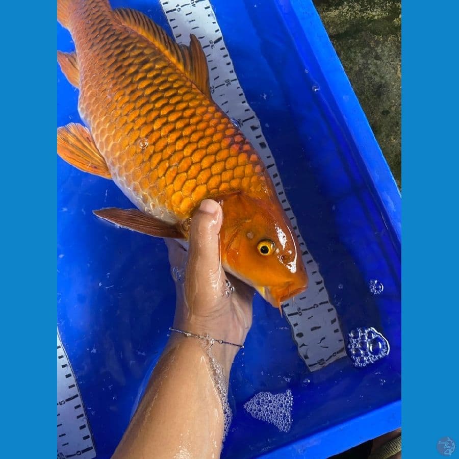 jantan 47 chagoi