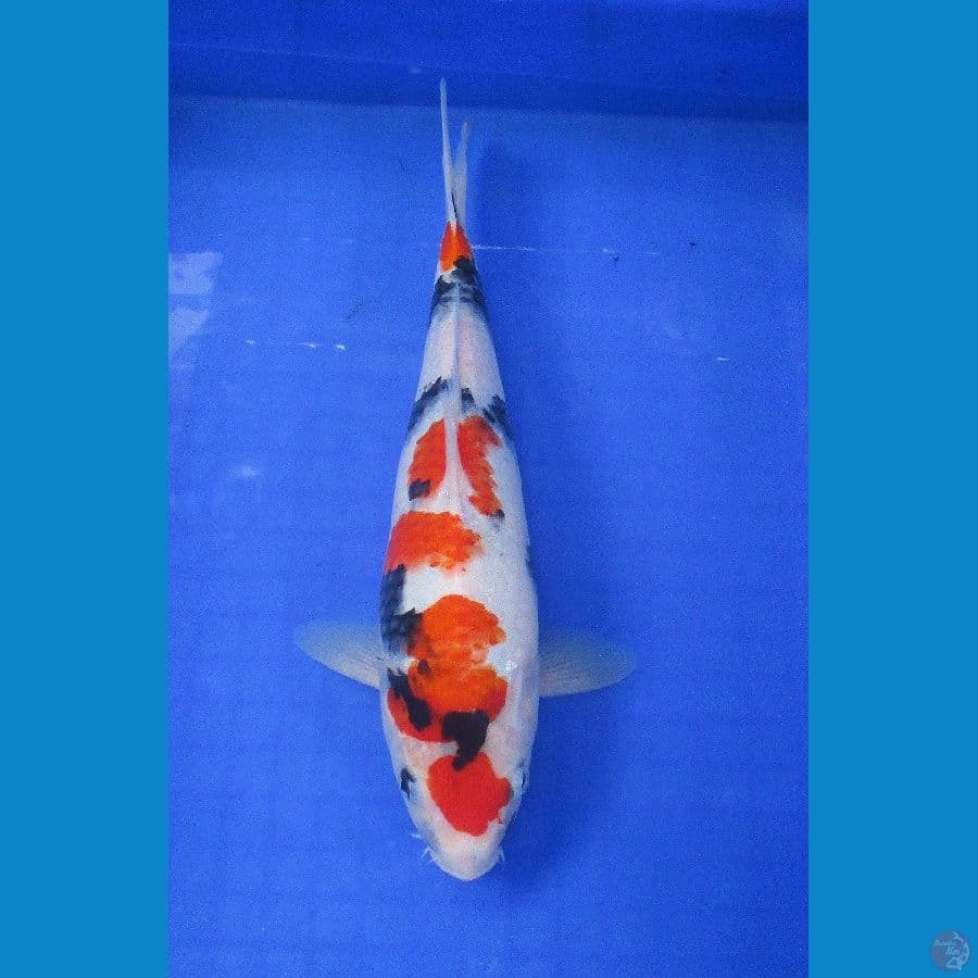 kindai showa ±31cm