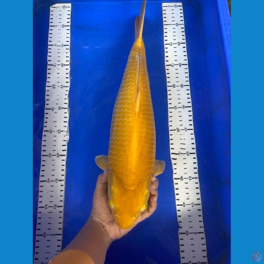 karashi njagung 46 cm