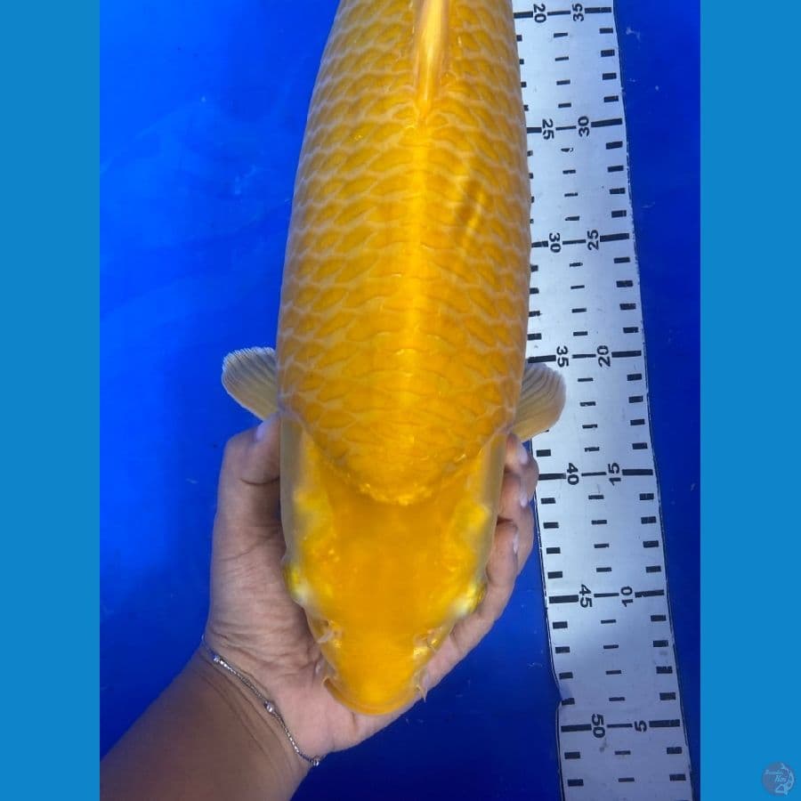 karashi njagung 46 cm