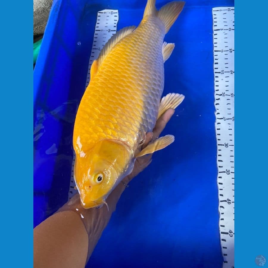 karashi njagung 46 cm