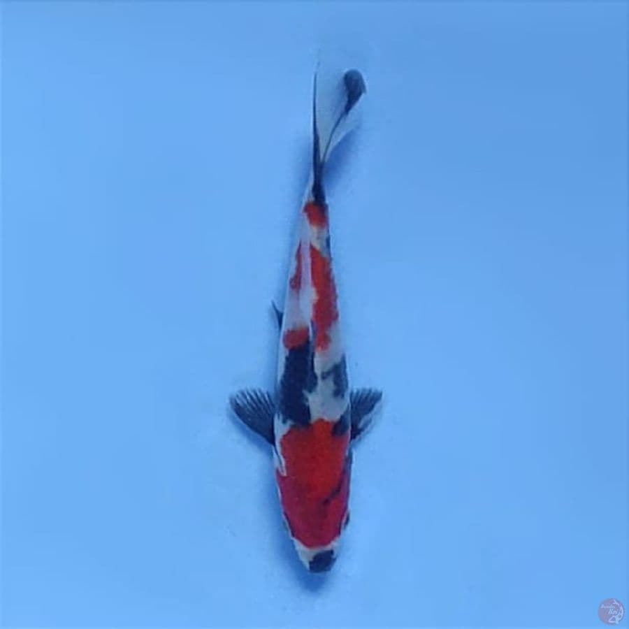 showa 15 cm