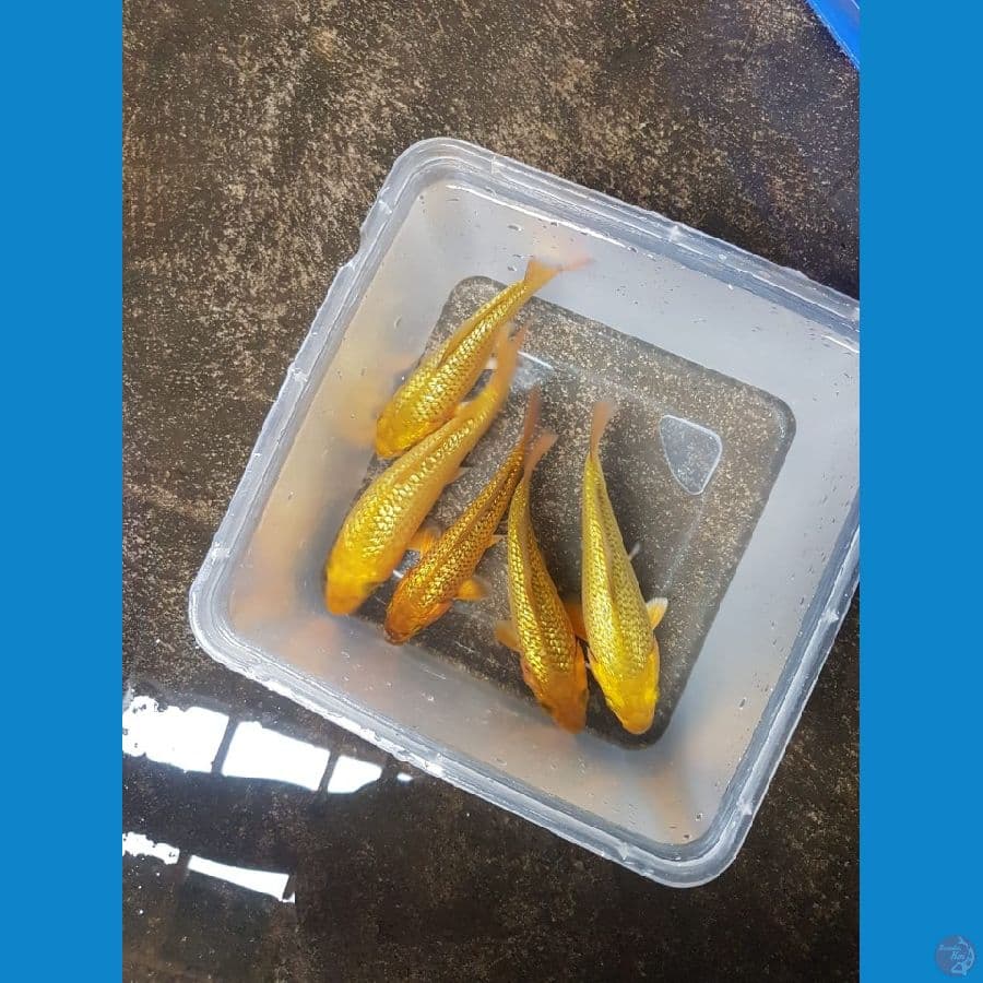 Paket 5ekor karamel ginrin 13-15cm breder Mahdina Ajiz