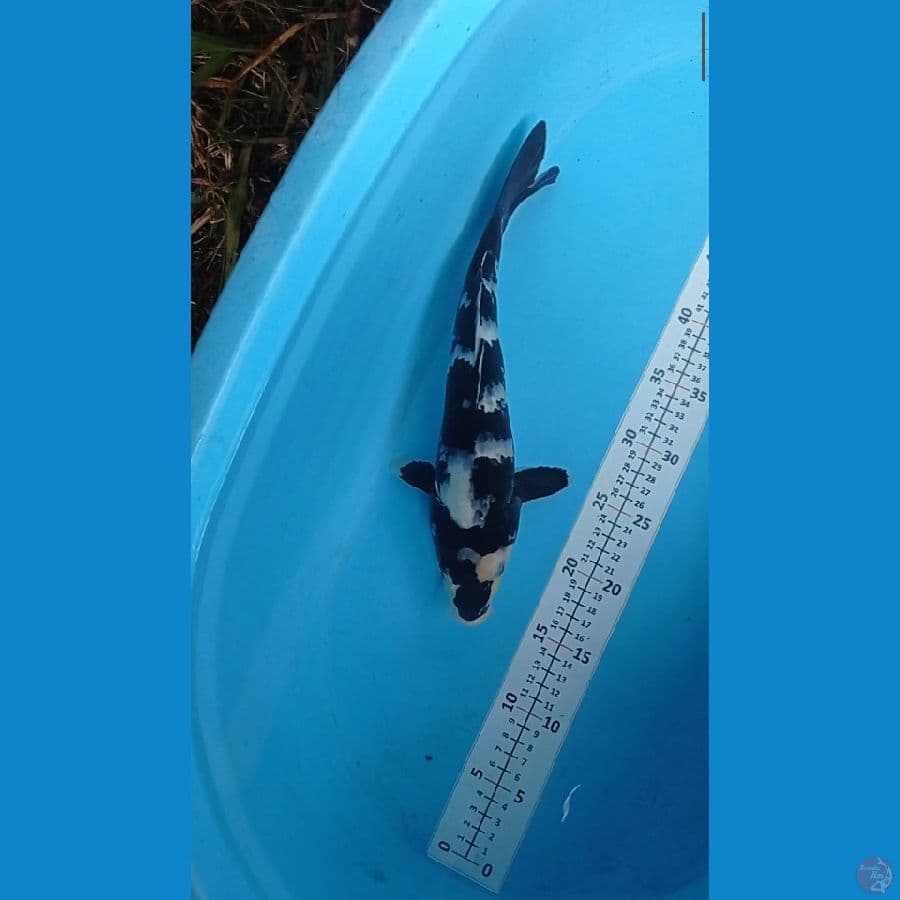 siro 36cm