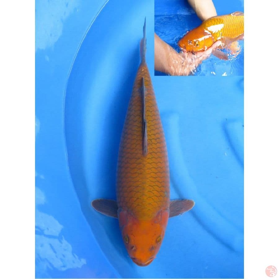 Chagoi Tembaga F1 , 52cm