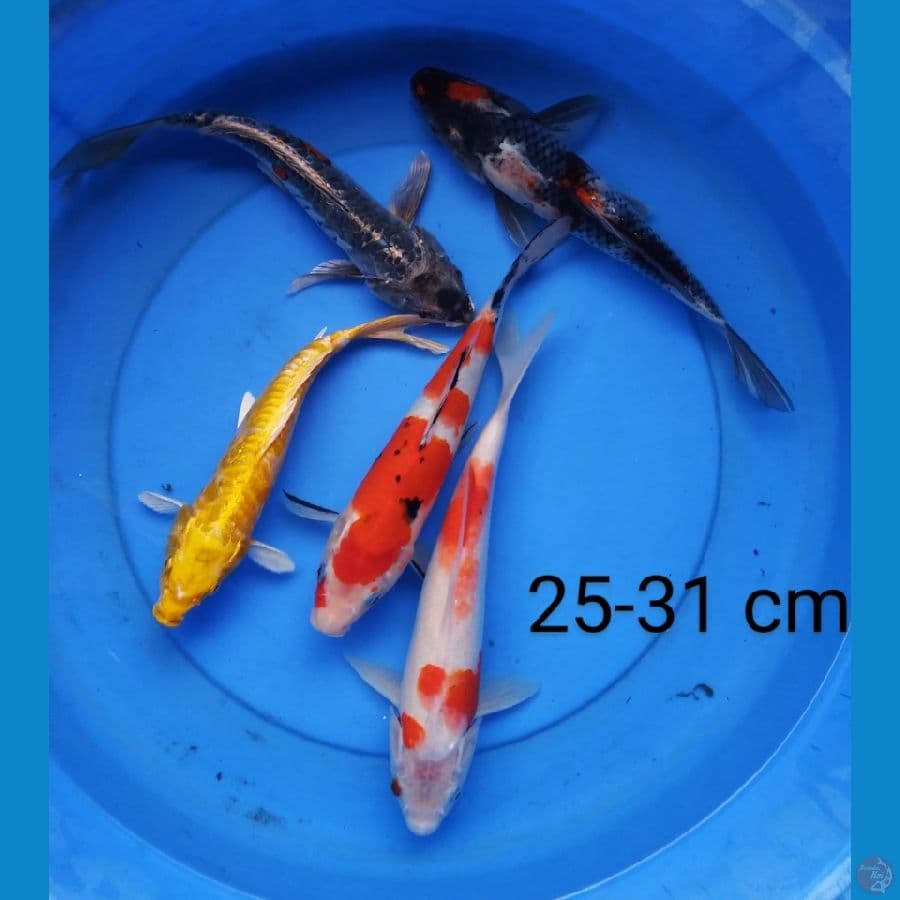 paket 25-31 cm