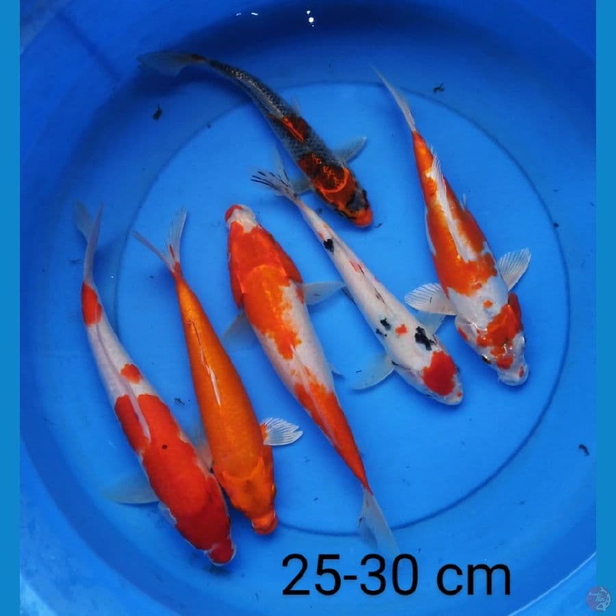 paket 25-30 cm