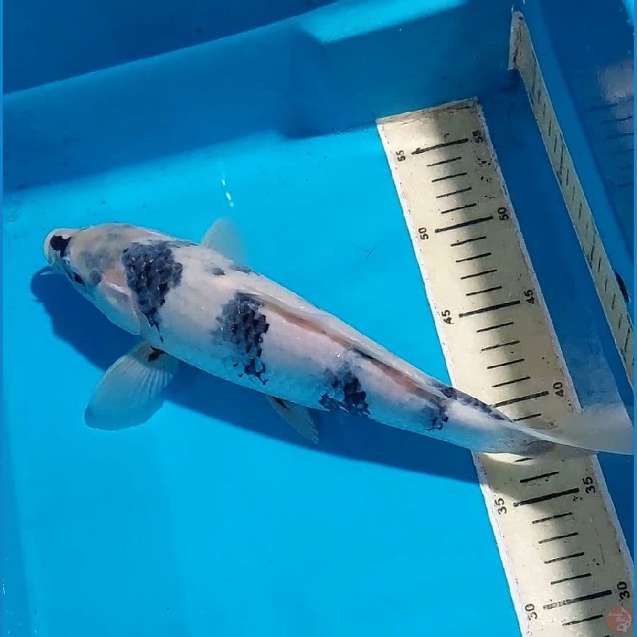 SHIRO TATEGOI 31 CM