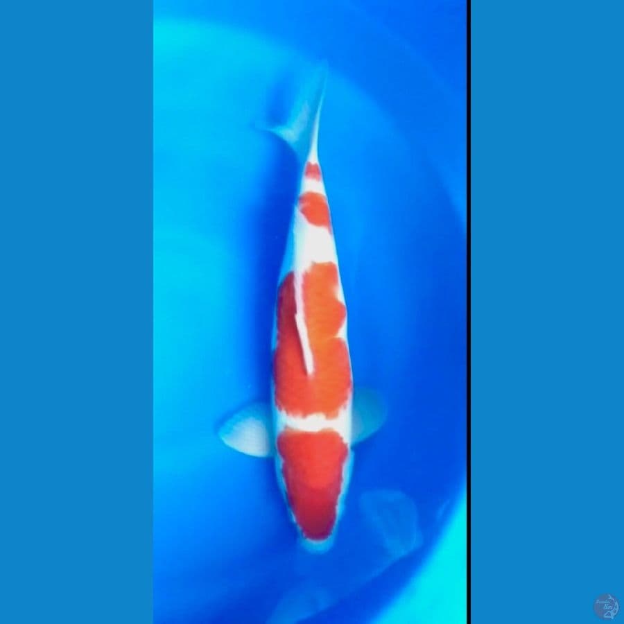 Kohaku