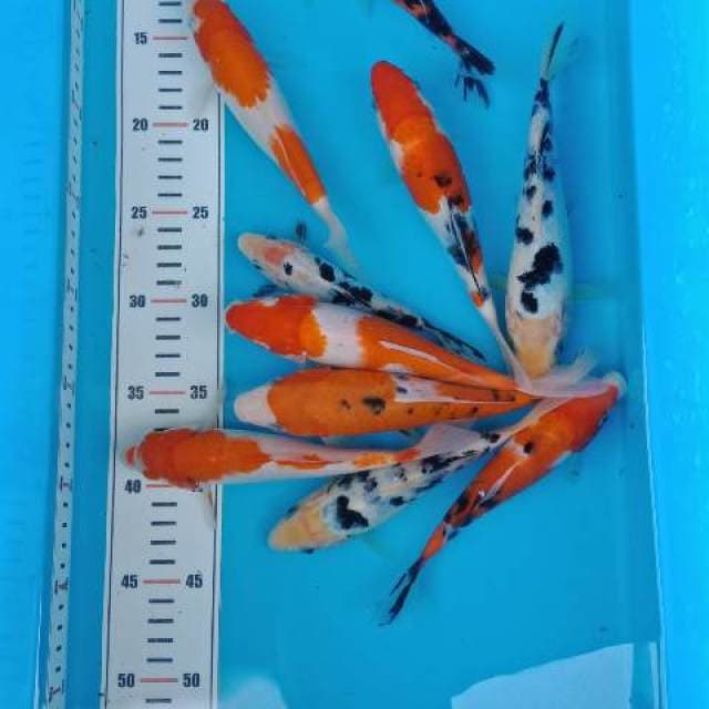 Mix 15-20cm