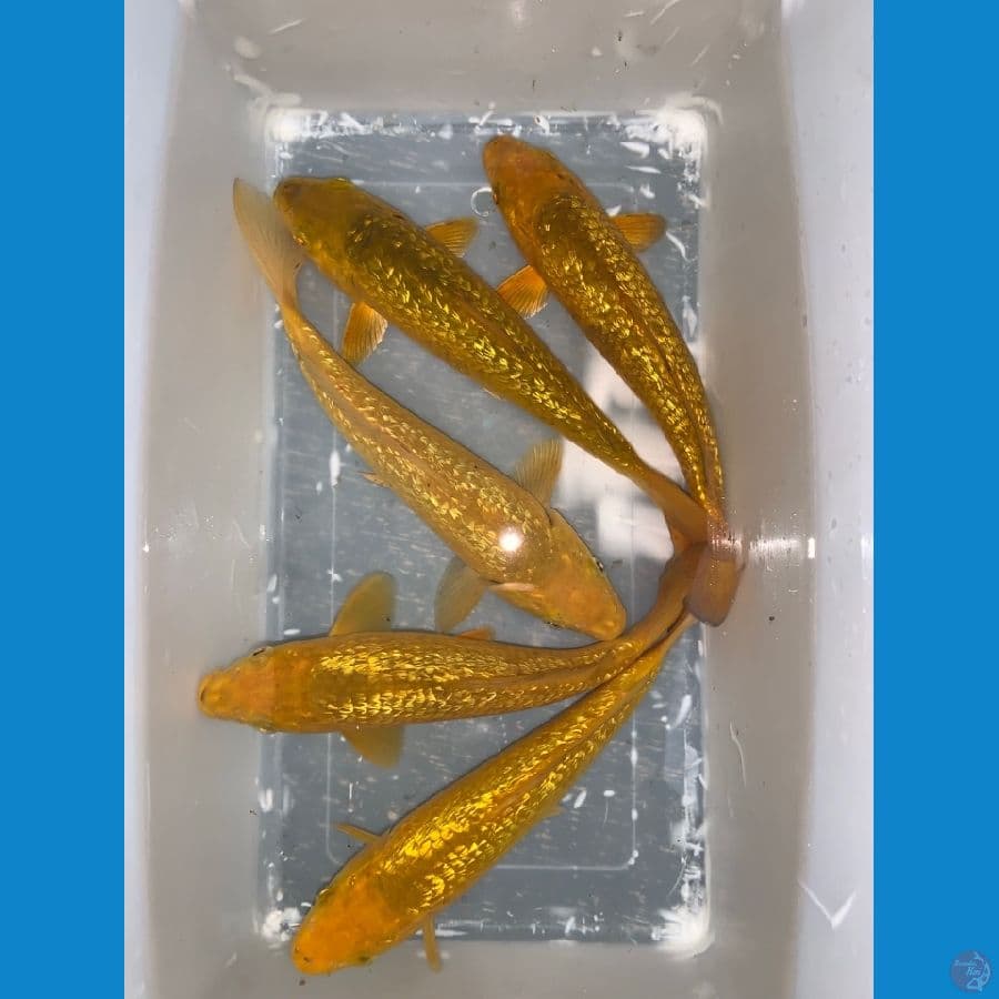 karasi karamel ginrin 25-26cm