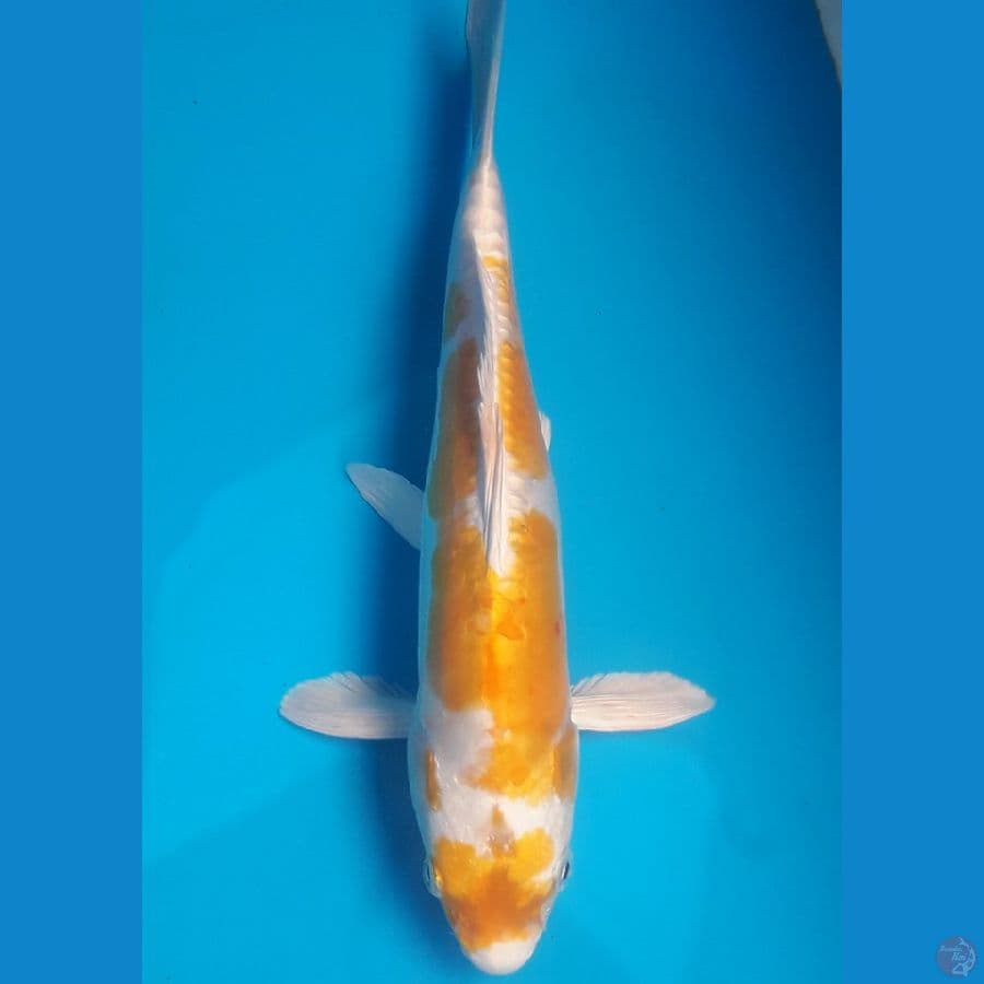 hariwake