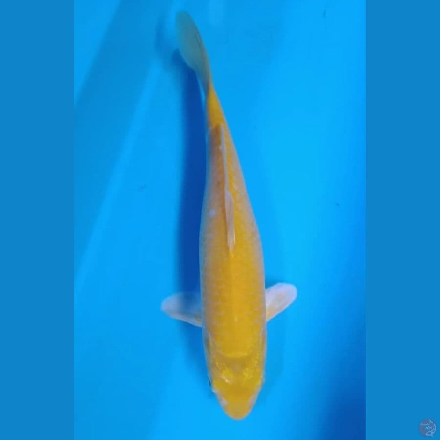 KARASI 26CM/F