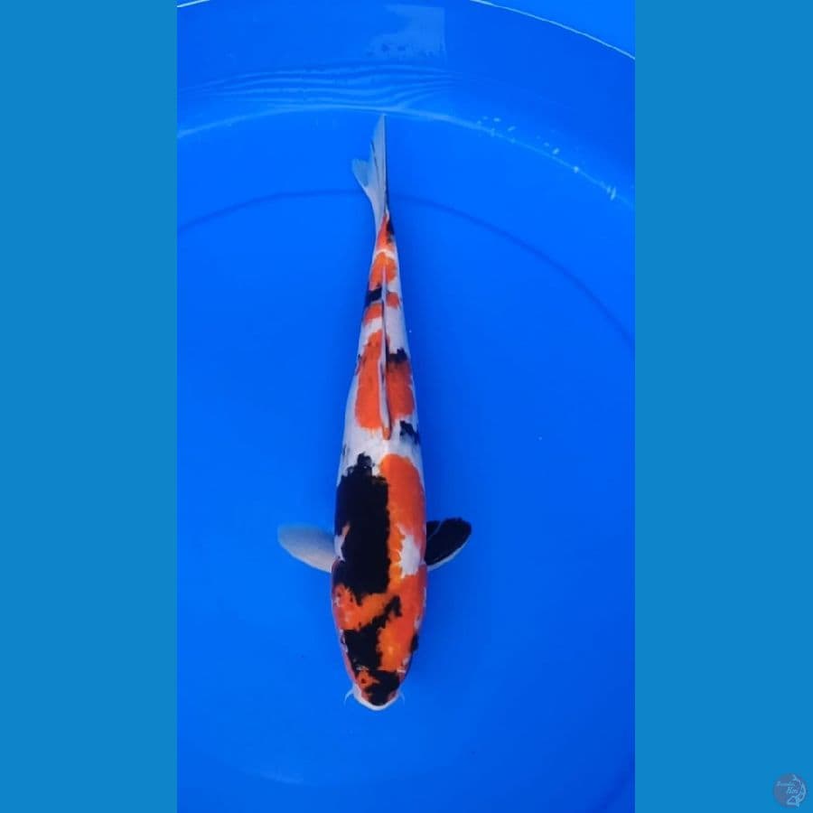 kin Showa 35cm