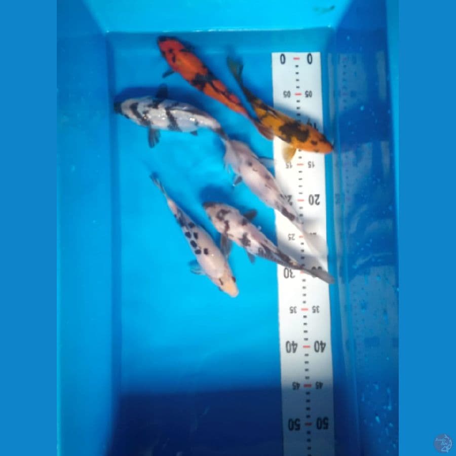 Shiro, Bekko, Hiu