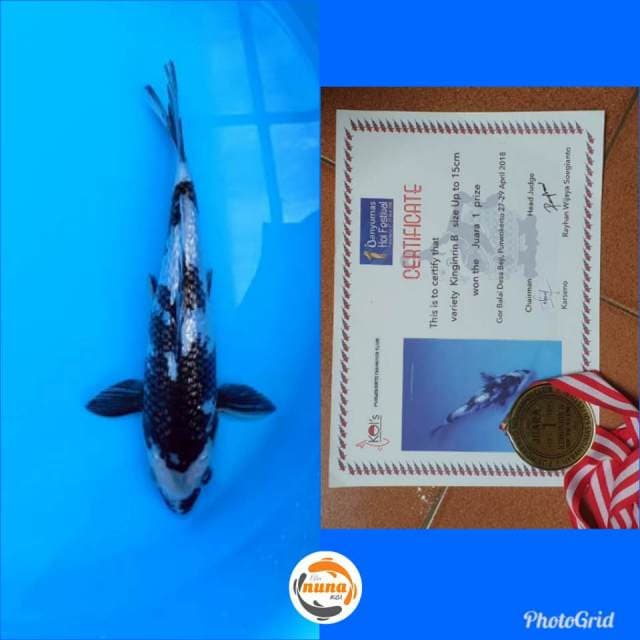 Shiro Ginrin 25 cm juara 1