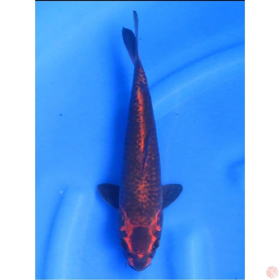 Super Kawarimono , 30cm