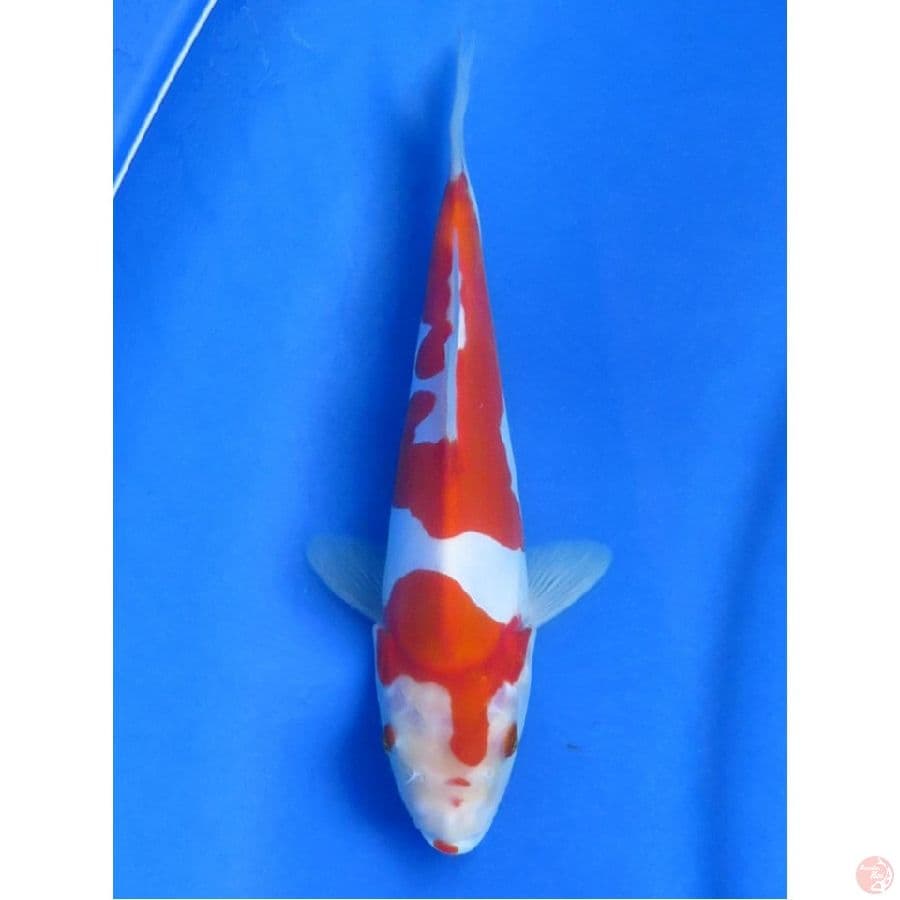 Doitsu Murni , 20cm