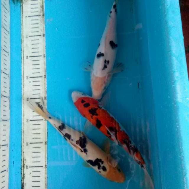 Mix 25cm