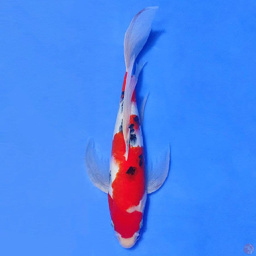 KUMPAY SANKE BENI HALUS 30CM MALE