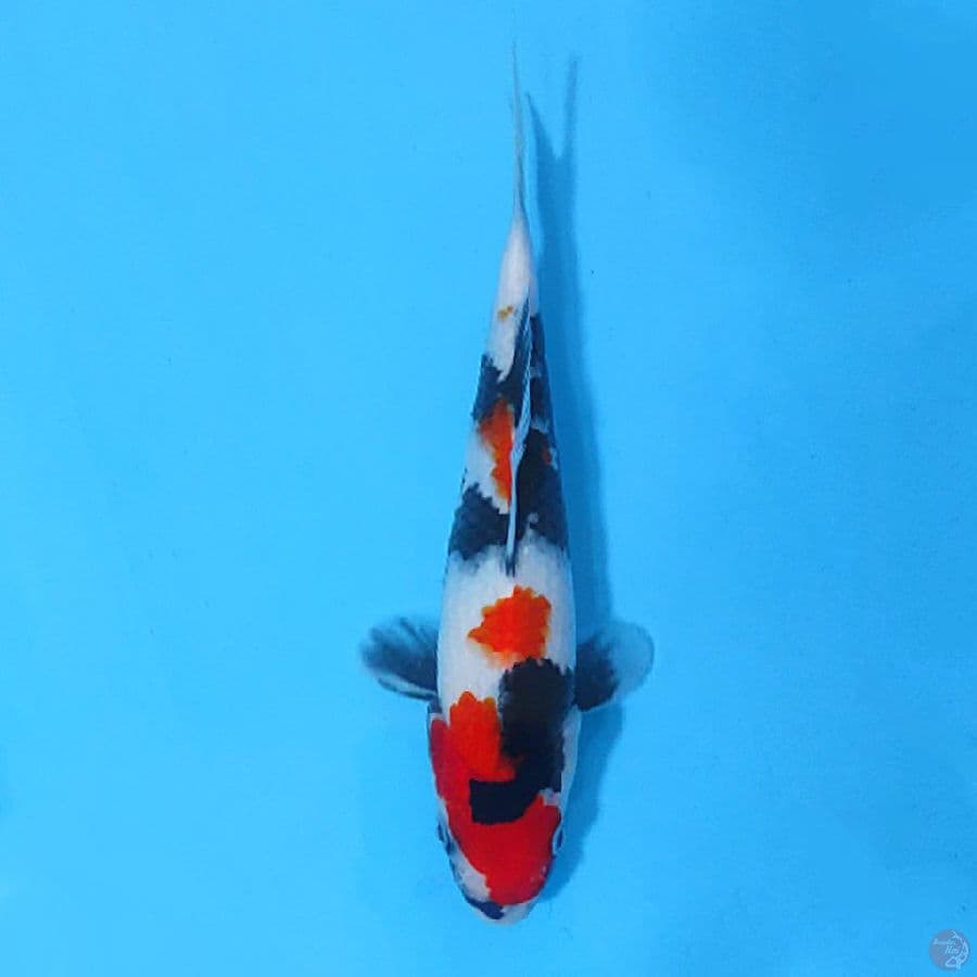 KINDAI SHOWA SKIN HALUS 22CM FEMALE