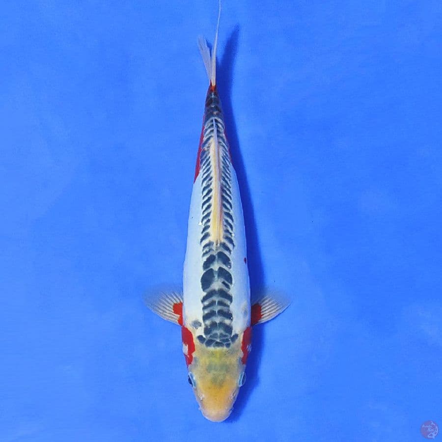 SUSHUI RING RAPI 33CM MALE