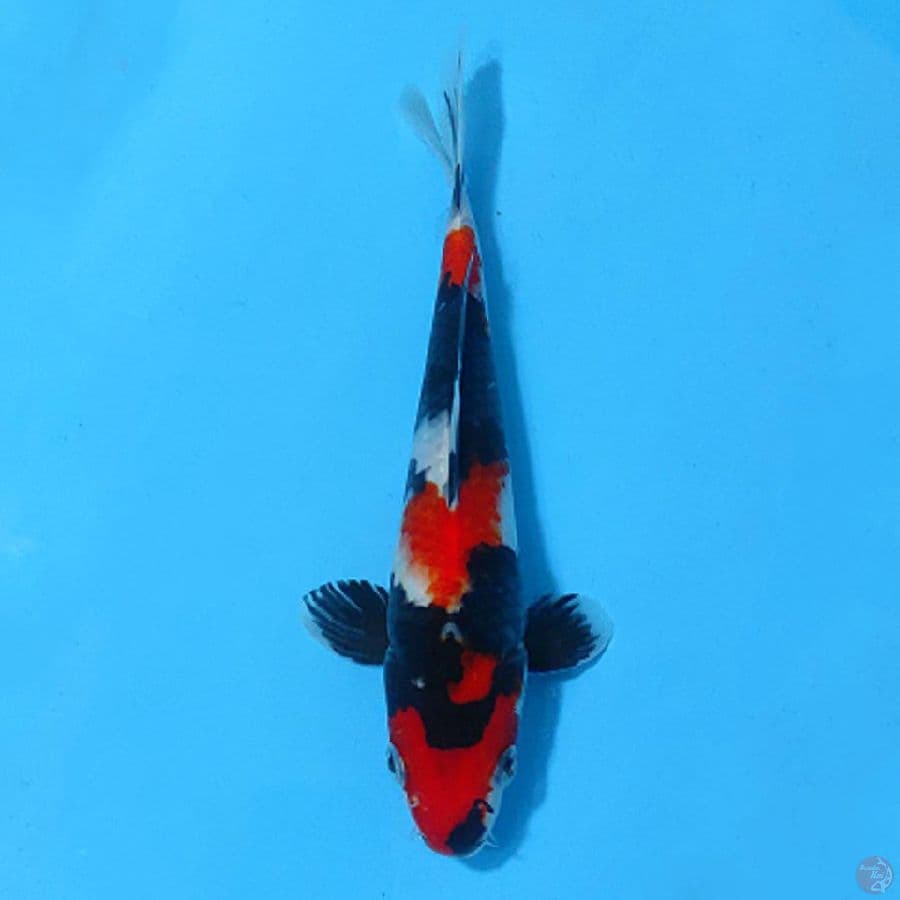 RED SHOWA 3 STEP ORI 22CM MALE