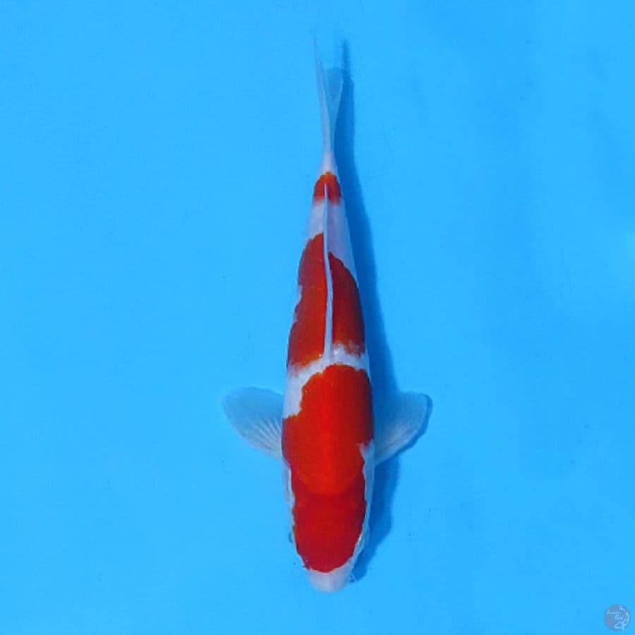 KOHAKU 3 STEP 21CM FEMALE