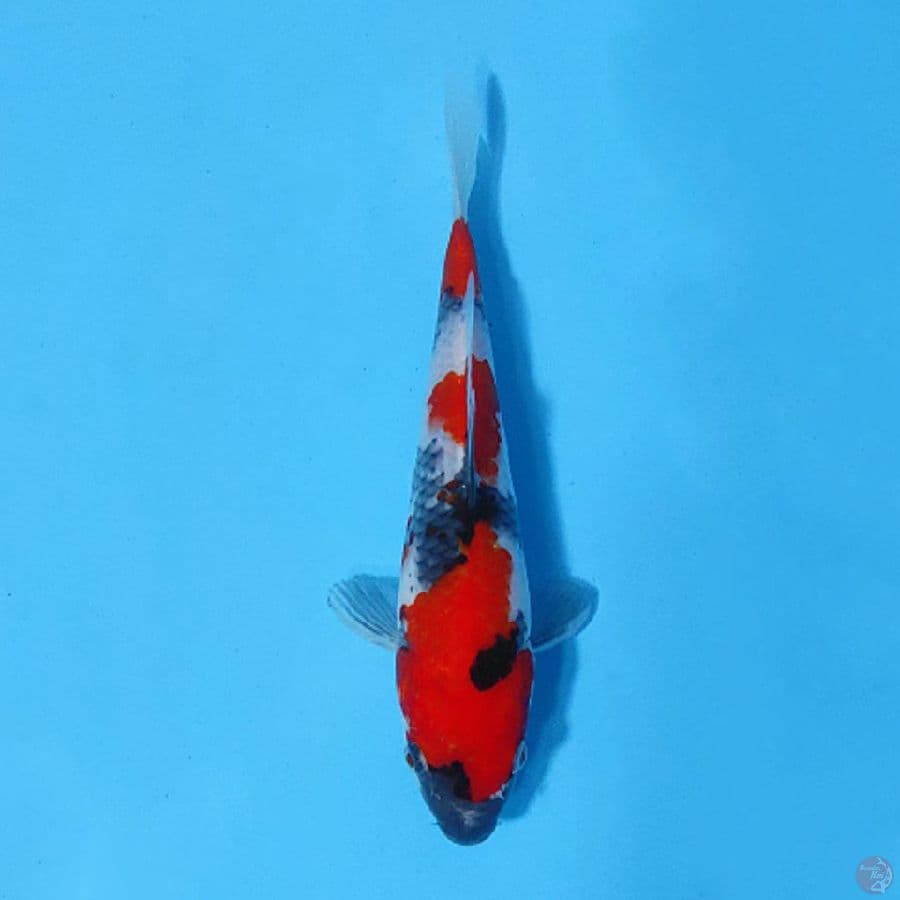 SHOWA SKIN HALUS 20CM FEMALE