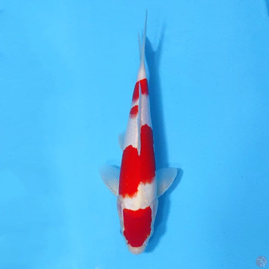 RED KOHAKU 24CM MALE
