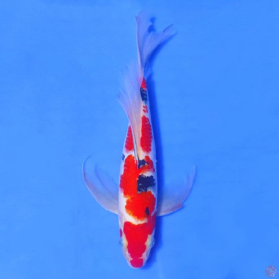 KUMPAY SANKE 30cm MALE