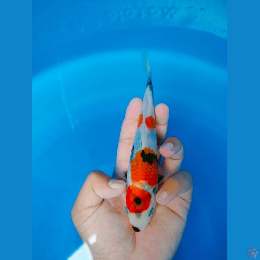 showa hq 19cm