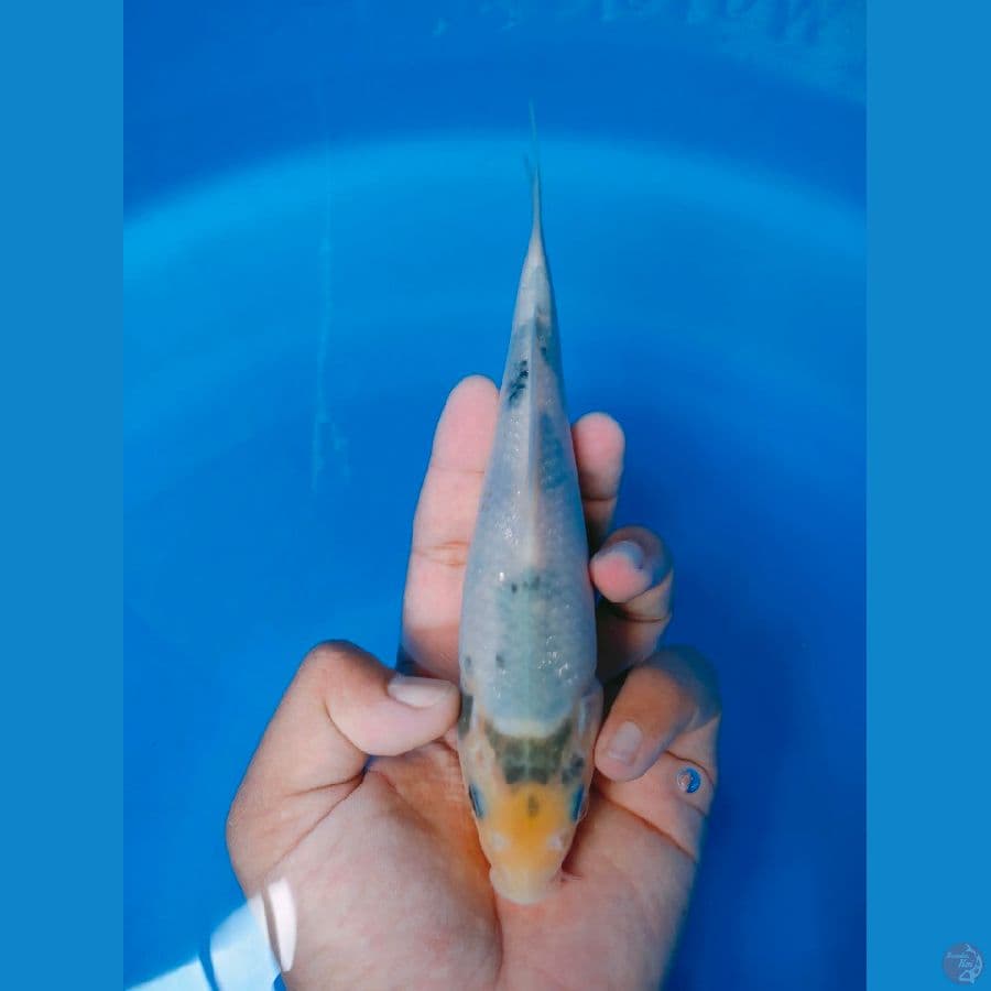 tategoi 20cm
