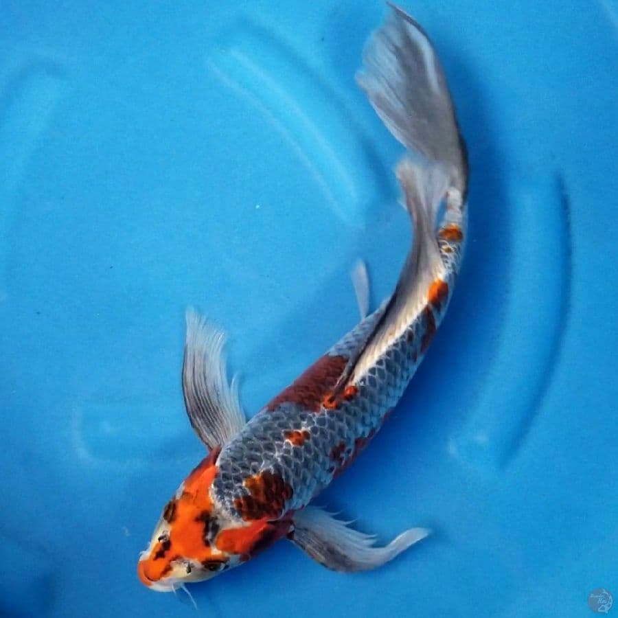 RARE KUMPAY 40 CM