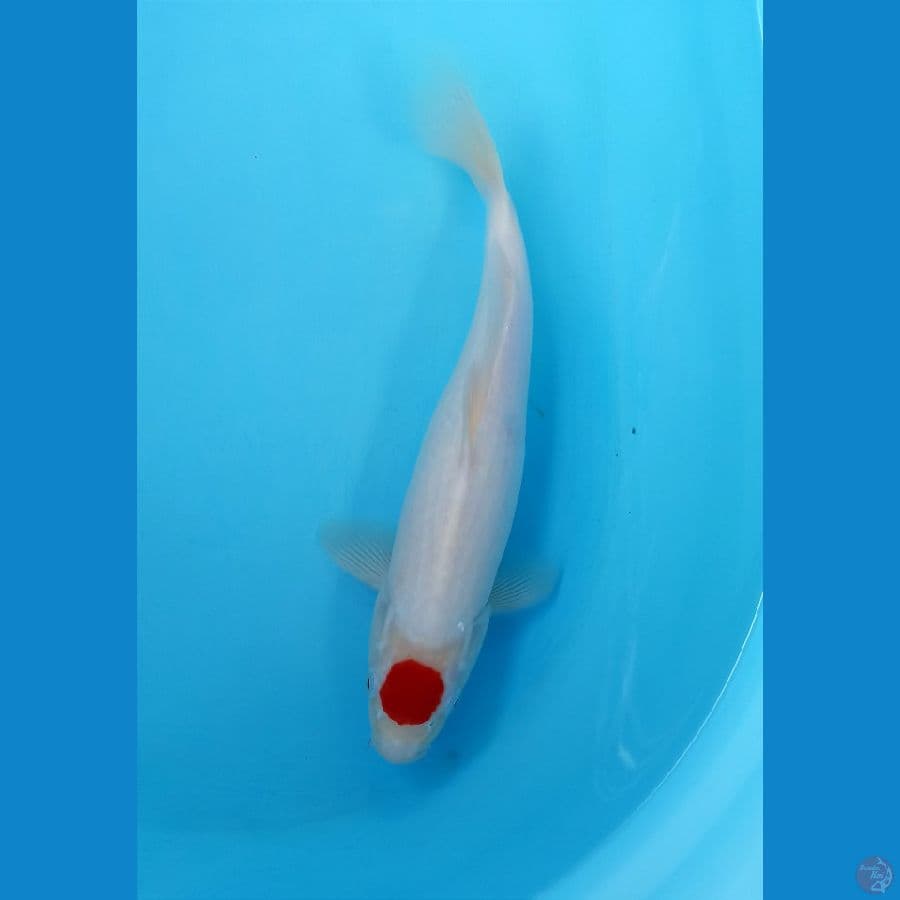 Tancho kohaku 32cm
