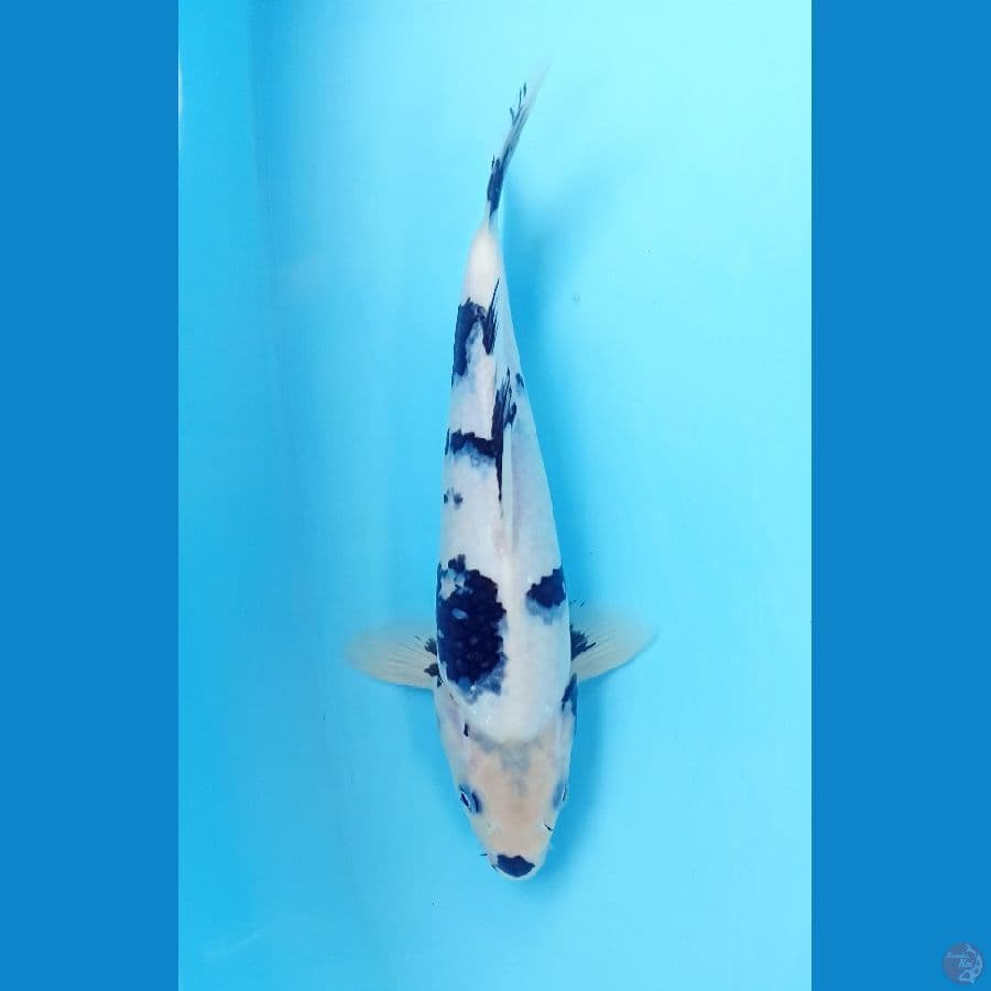 Shiro 28cm