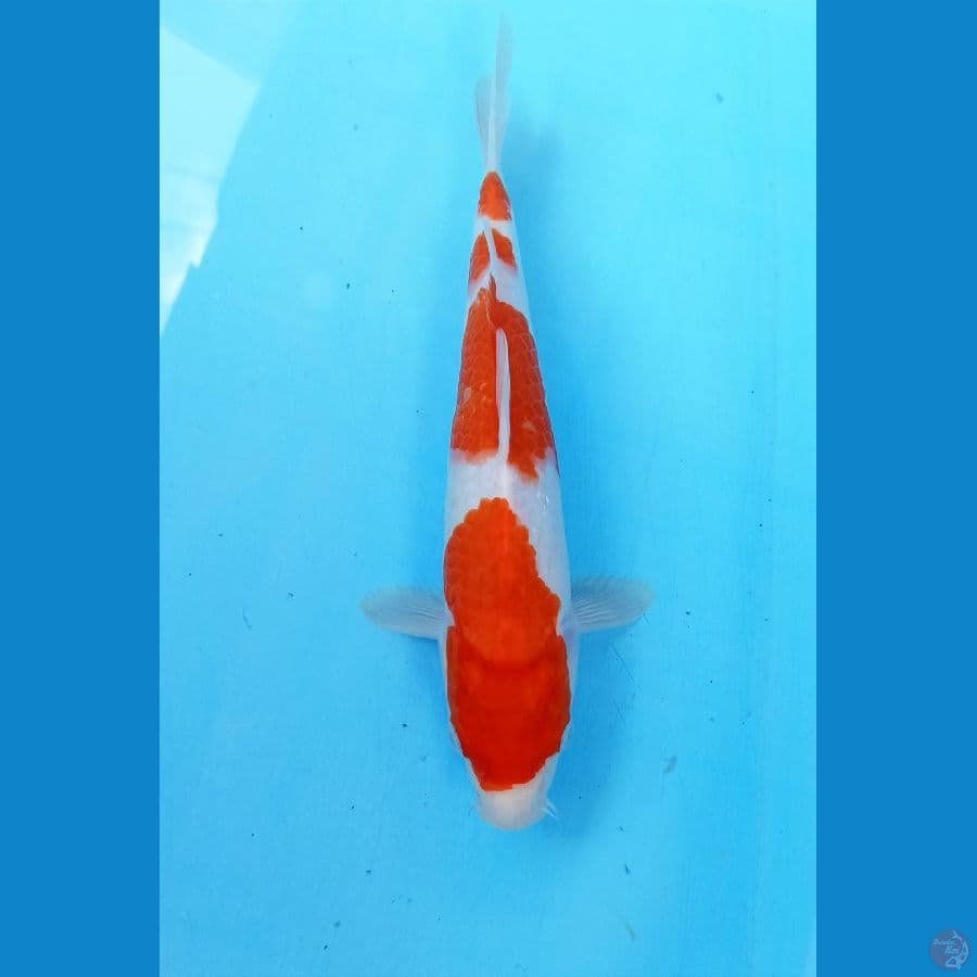 Kohaku 26cm
