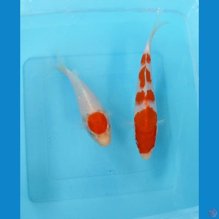 Paket 14cm