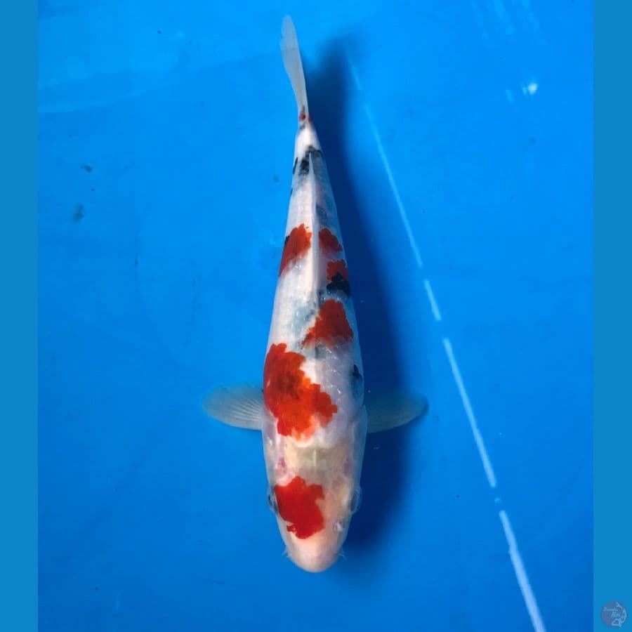 koromo sanke 20cm