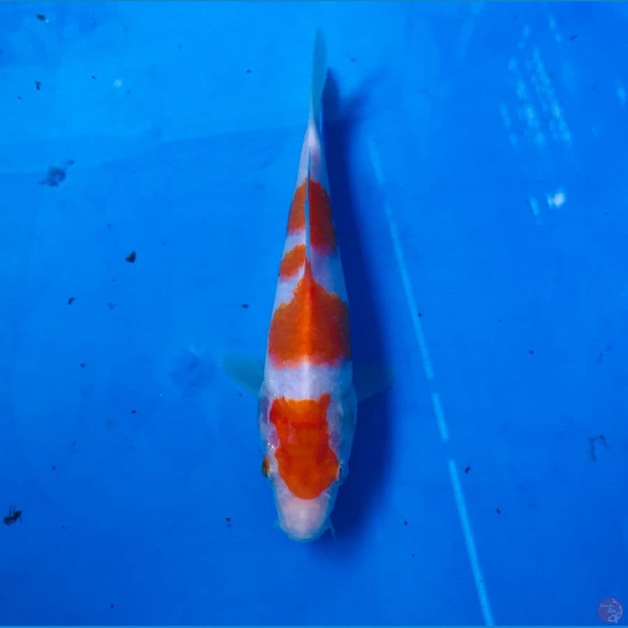 kohaku 17 cm