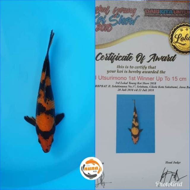 Hiu 23 cm juara 1