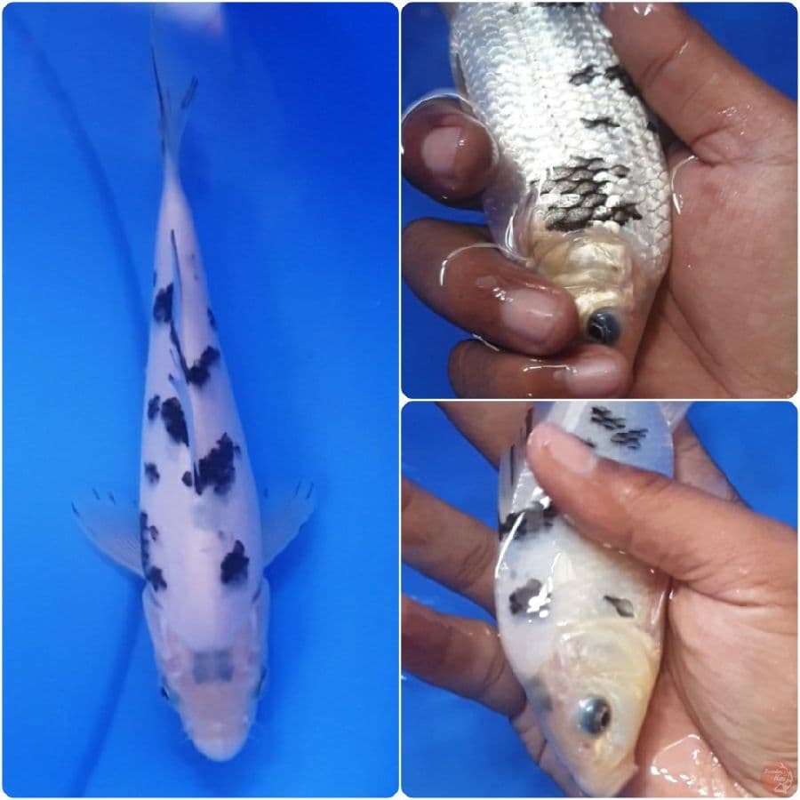 HQ BEKKO MUNUK 16 CM