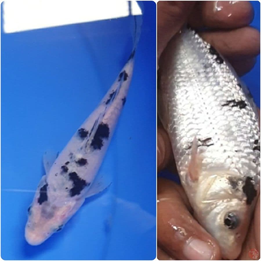 BEKKO Munuk 14,5 CM
